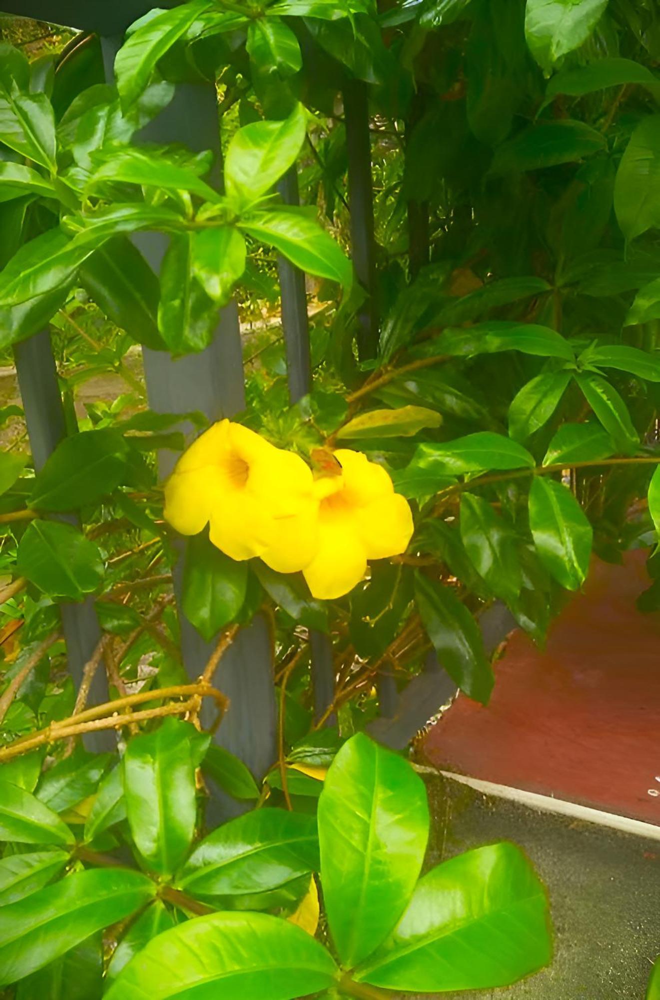Senehas Homestay เอลลา ภายนอก รูปภาพ